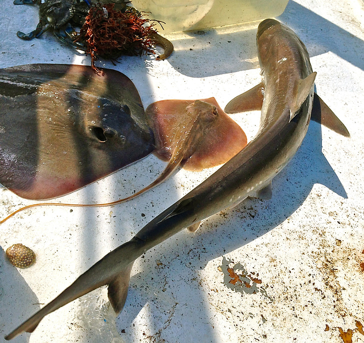 Shark, kramppi-kala, Kalat, stingrays, St simons island
