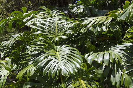 split, leaf, philodendron, tropical, foliage, floral, nature