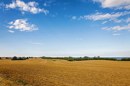felt, korn, horisonten, skyer, natur, landskab, landbrug