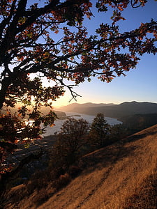 秋, コロンビア川峡谷, ツリー, オレゴン州, コロンビア, 渓谷, 水