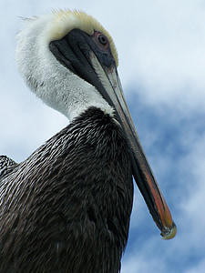 Pelican, Florida, uccello, fauna selvatica, natura, marrone, animale