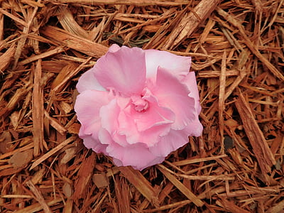 Blume, Oleander-Blume, Anlage, Natur, Rosa, Botanik, Oleander rosa Blume