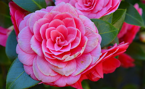 camellia, camelia japonica, bush, flower, blossom, bloom, plant