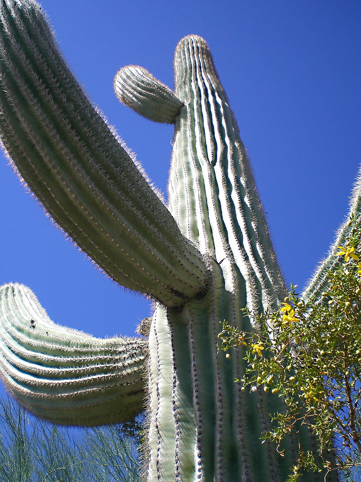 Cactus, woestijn, natuur, plant, landschap, zomer, hemel