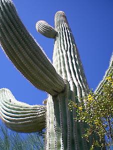 cactus, desert de, natura, planta, paisatge, l'estiu, cel