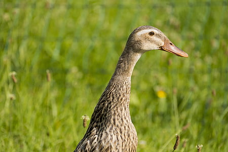 duck, green, water bird, meadow, bill, bird, animal