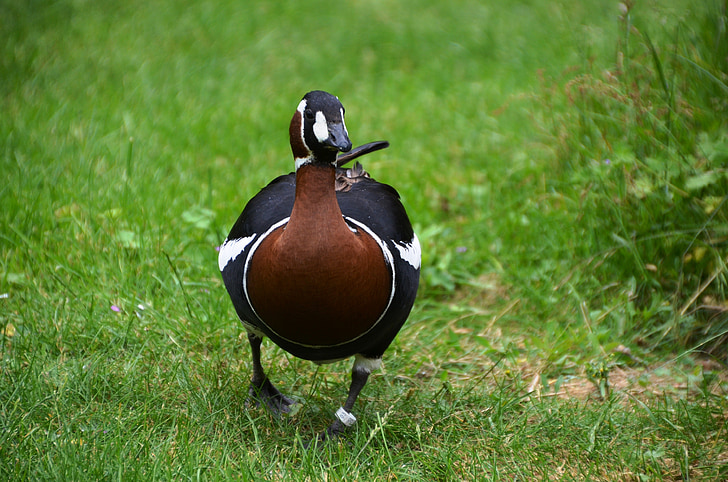 bird, animal, duck, fauna