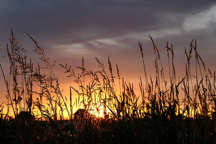 silueta, Foto, pšenica, Zlatni, sata, zalazak sunca, polje