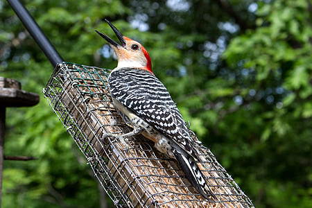 bird, woodpecker, wild, nature, hairy woodpecker, animal, wildlife