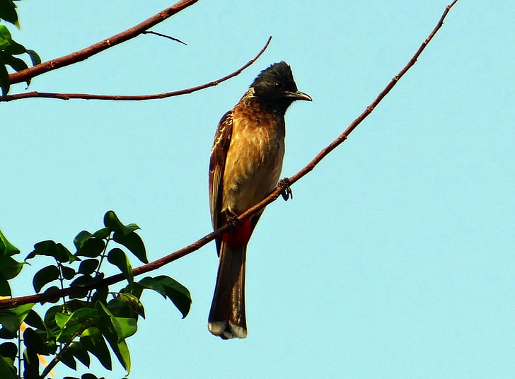oiseau, Red-vented bulbul, Pycnonotus cafer, Dharwad, Inde, mouche, ailes
