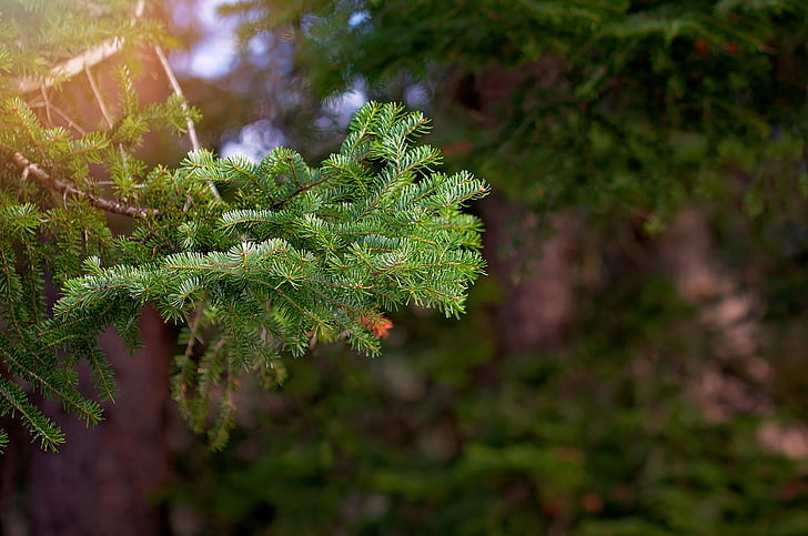 conifer, branch, nature, spruce, tree, pine branch, plant