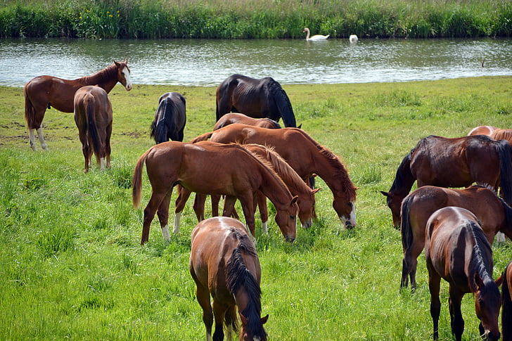 馬, 群れ, カップリング, 乗る, 動物, 牧草地, 茶色