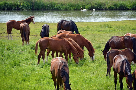 caballos, rebaño, de acoplamiento, paseo, animales, del pasto, marrón