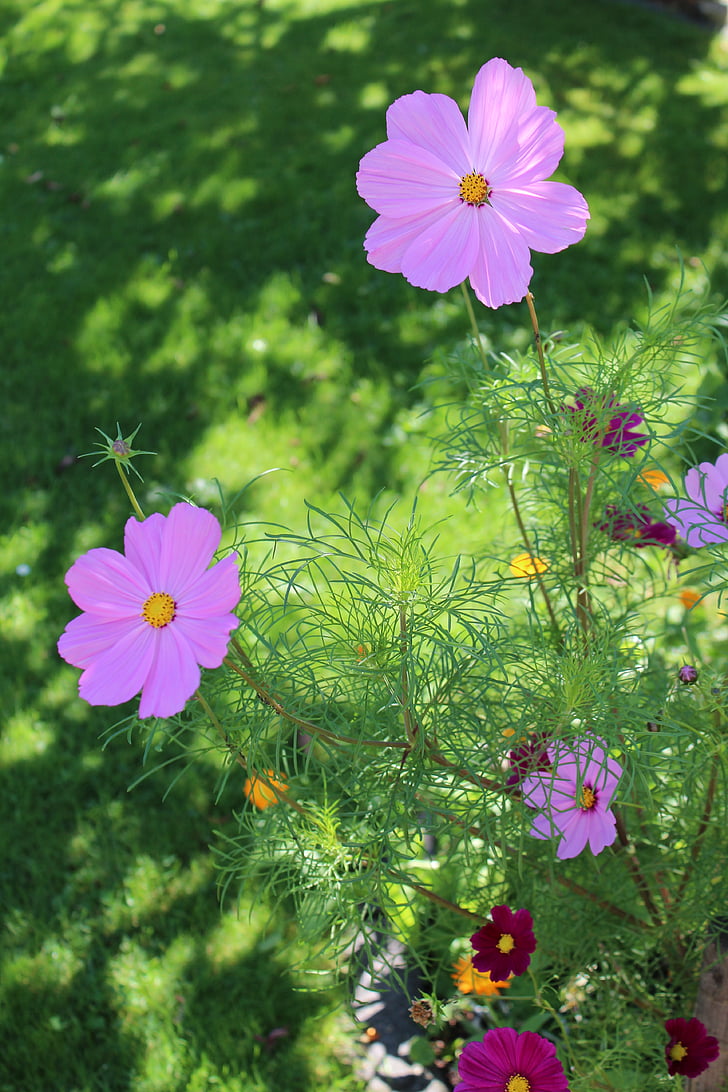 Cosmos, lilled, Aed, suvel, Bloom, lilla, kroonlehed