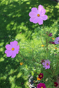 Cosmos, λουλούδια, Κήπος, το καλοκαίρι, άνθιση, μωβ, πέταλα