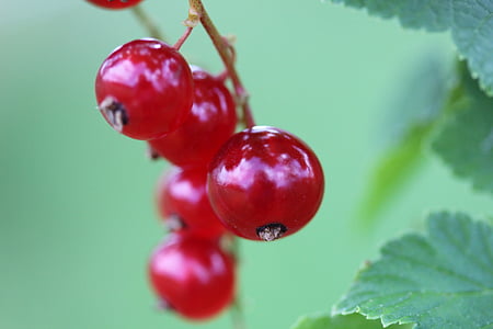 Berry, rouge, fruits rouges, récolte d’automne, jardin, automne, mature