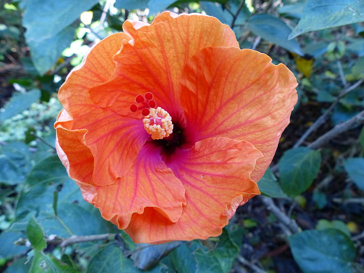kwiat, Hibiscus, pomarańczowy