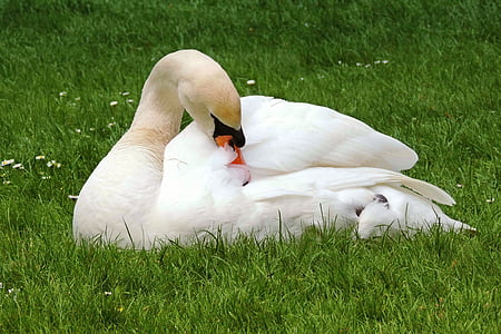swan, mute swan, white, plumage, meadow, concerns, swan is