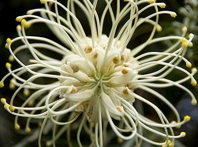 Grevillea φως του φεγγαριού, Grevillea, λουλούδι, Αυστραλιανή, μητρική, κρέμα γάλακτος, λευκό
