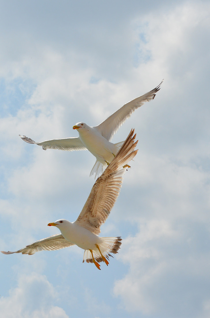 seagull, birds, flight, wings, sky