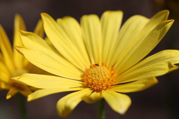 yellow, flower, flora