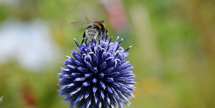 abelha, pólen, néctar, azul, flor, macro, fechar