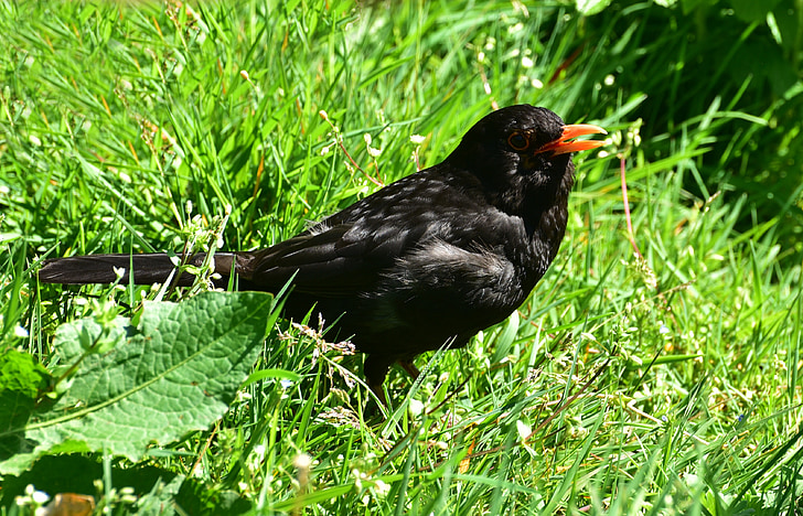 Blackbird, màu đen, con chim, Thiên nhiên, động vật, bộ lông, hóa đơn