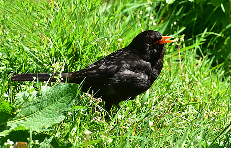 blackbird, black, bird, nature, animal, plumage, bill