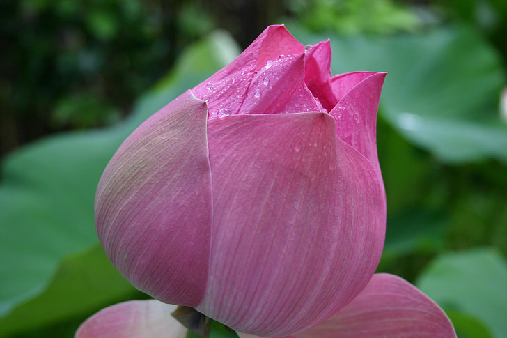 flower, lotus, asia, cambodia