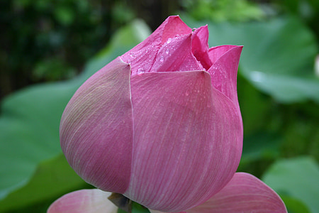 blomma, Lotus, Asia, Kambodja