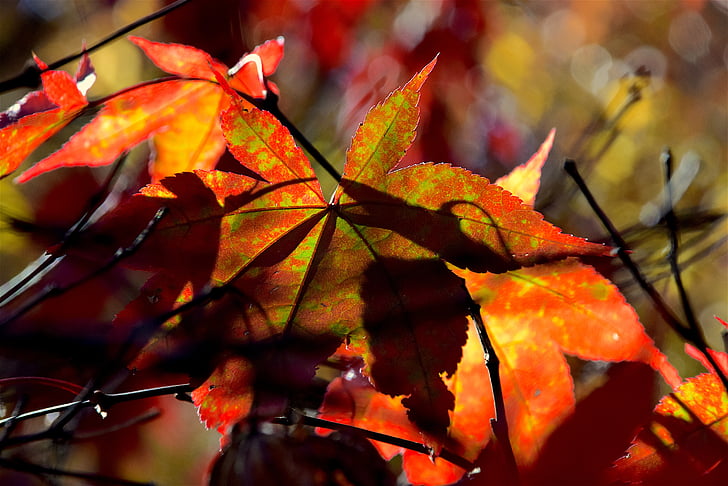hoja, follaje, otoño, colorido, rojo, verde, luz