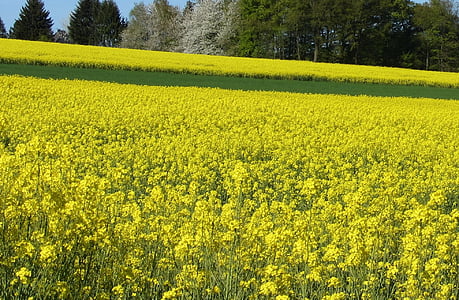 campo de colza, violación de semilla oleaginosa, campo, paisaje, naturaleza amarillo, verano