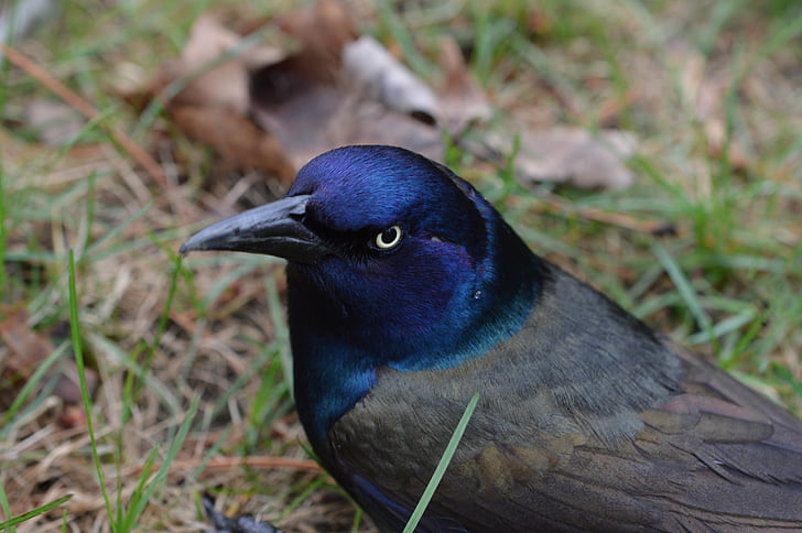 bird, bird closeup, nature, ornithology, blue, one animal, animal themes