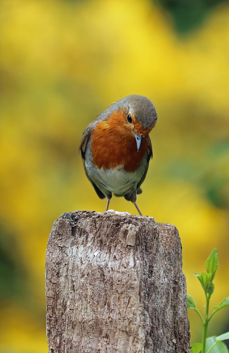 Robin, posadené, vták, piesne vtáka, Záhradné vták, červená, druh vtáka