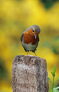 robin, perched, bird, song bird, garden bird, red, redbreast