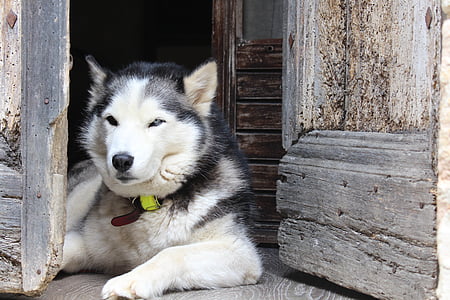 con chó, Husky, núi Alps, vật nuôi, kéo dài, vật nuôi, một trong những động vật