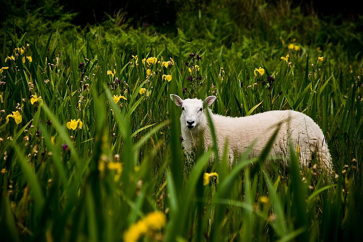 irish, lamb, landscape