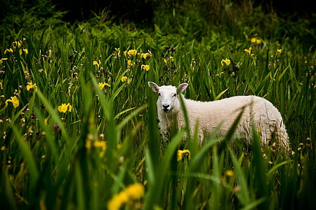 Irlandais, agneau, paysage