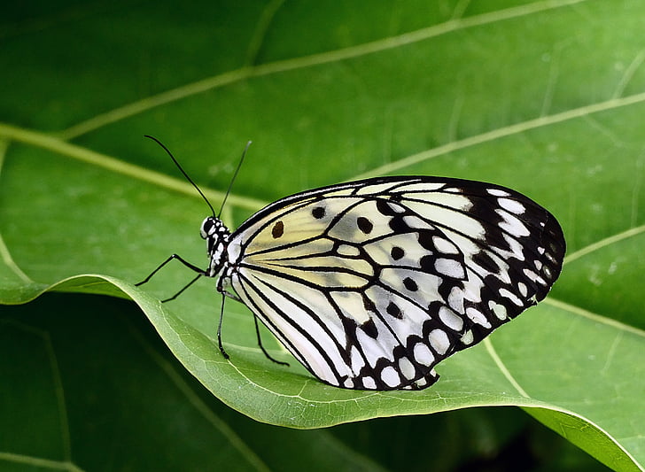 나비, 종이 연, 매크로, 곤충, 자연, 날개, 다채로운