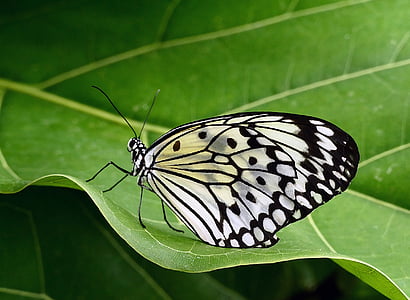 metulj, papir kite, makro, insektov, narave, krila, pisane