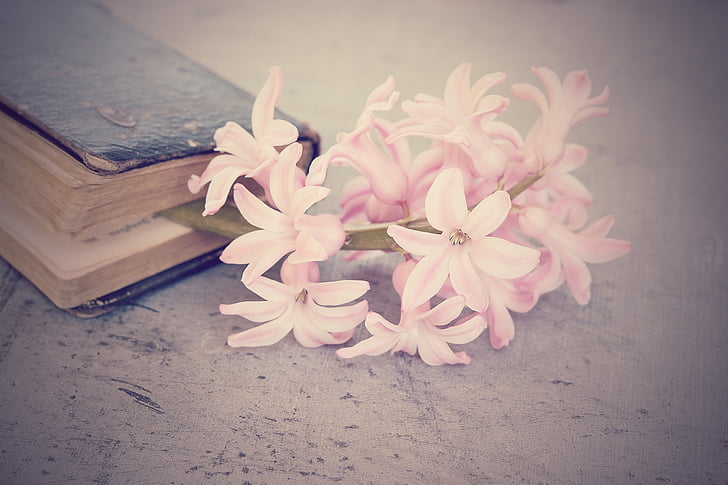 flower, hyacinth, flowers, pink, fragrant flower, schnittblume, fragrant
