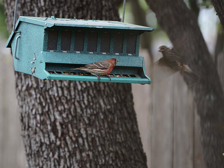 casa, Finch, alimentador, pássaro, aviária, vermelho, selvagem