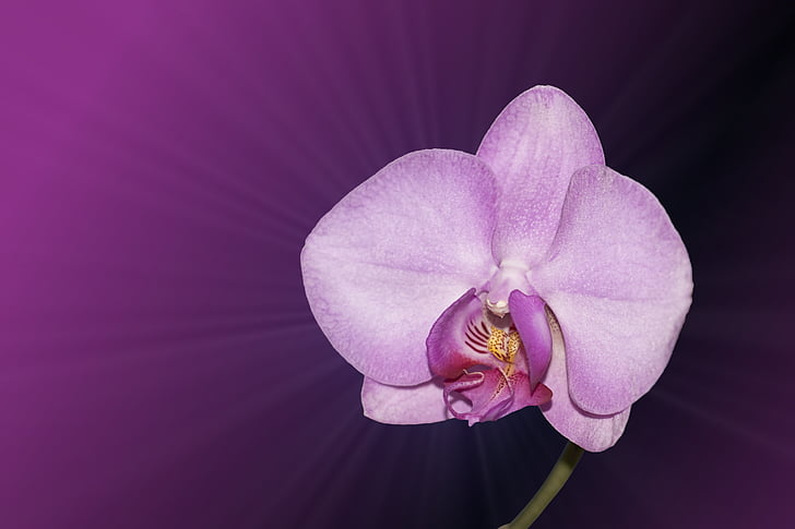 цвете, Блосъм, Блум, орхидея, розово, филигран, венчелистче