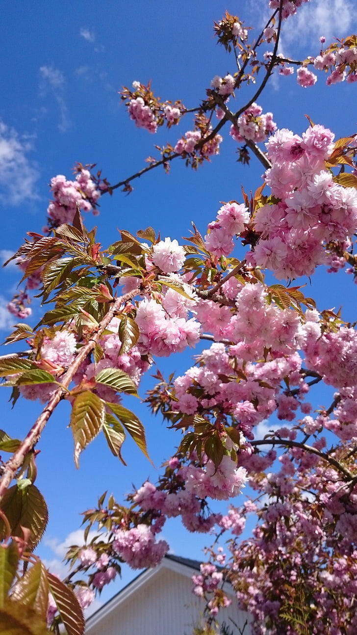 japanese cherry, tree, nature, summer, spring, sunny, flowers