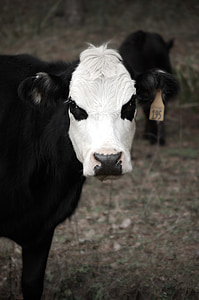 Корова, крупный рогатый скот, млекопитающее, животное, ферма, Безумный, черный
