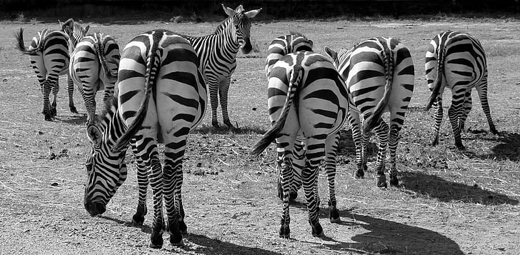 Zebras, striber, dyr, bagside, Wildlife, hale, sort