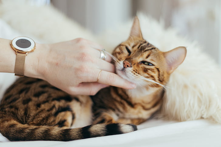 고양이, 고양이, 동물, 애완 동물, 흐림, 침실, 손