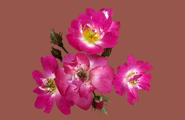 arbusto de rosa robin hood, bad kissingen Rosengarten, bad kissingen cidade rosa, jardim de rosas, levantou-se, flor, flor rosa