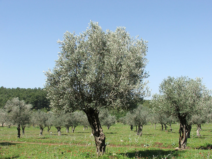 olives, arbres, nature
