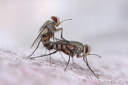 мухи, отношенията, едър план, насекоми